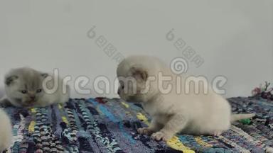 英国可爱的小猫在传统的蓝色地毯上喵喵叫