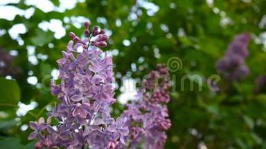 紫丁香紫色的花枝.. <strong>古灵精怪</strong>。 宏拍静态摄像机.. 在风中微微摇曳。