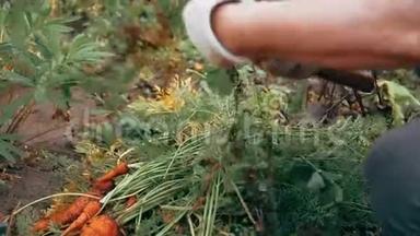 秋天的胡萝卜收获你自己的花园