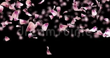 飞粉玫瑰樱花花花瓣飘落过渡阿尔法冰铜回路4k