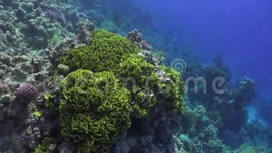 明亮的绿色珊瑚水下背景海洋景观在红海。