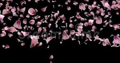 飞舞的浪漫粉红玫瑰花瓣飘落过渡阿尔法冰铜循环4k