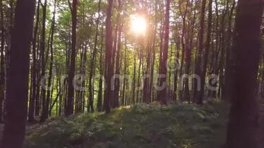 绿色森林中的日出