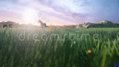 一群马在一个美丽的春天早晨，在一片风景如画的绿色草地上放牧，被金色的光芒照亮。