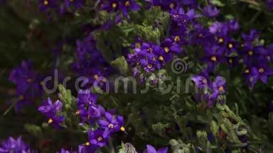 一朵<strong>紫色的</strong>花