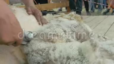 男子剪羊毛者在农业展览会上竞争. 电动专业绵羊手动剪发羊