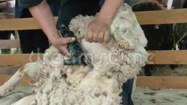 男子剪羊毛者在农业展览会上竞争. 电动专业绵羊手动<strong>剪发</strong>羊