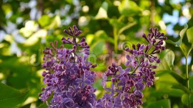 紫丁香紫色的花枝.. 古灵精怪。 宏拍静态摄像机.. 在风中微微摇曳。