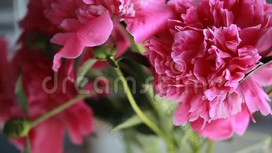 视频粉红色牡丹花瓣的花蕾
