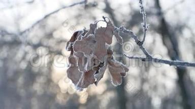 冰封的橡树枝在树林中白雪皑皑的自然景观阳光下过冬