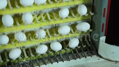 家禽<strong>养殖场</strong>内部的鸡蛋生产线。
