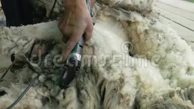 男子剪羊毛者在农业展览会上<strong>竞</strong>争. <strong>电</strong>动专业绵羊手动剪发羊