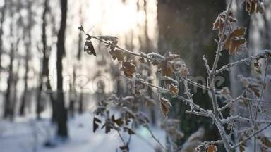 冰封的橡树枝在树林中的雪地自然景观冬季阳光