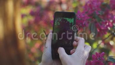 在公园日落时分，年轻迷人的红发女子在智能手机上拍摄樱花或樱花的春花