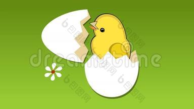 可爱的黄色小鸡打破了鸡蛋的外壳，草地上的花，小鸡唱着旋律。 美丽春天欢迎视频..