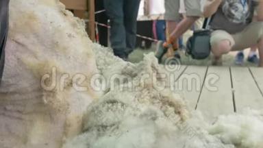 男子剪羊毛者在农业展览会上竞争. 电动专业绵羊手动剪发羊