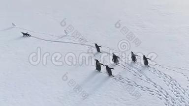 南极绅士企鹅雪步鸟瞰