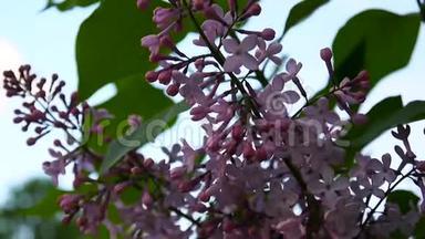 紫丁香紫色的花枝.. <strong>古灵精怪</strong>。 宏拍静态摄像机.. 在风中微微摇曳。 花期