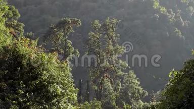 尼泊尔的摩西山森林。 在喜马拉雅山探险