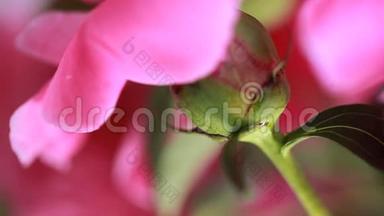 视频白色和粉红色牡丹花瓣花蕾