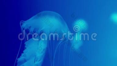 在清澈透明的水族馆里自由游动的水母的真实镜头