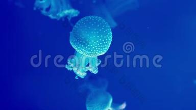 在清澈透明的水族馆里自由<strong>游动</strong>的水母的真实镜头