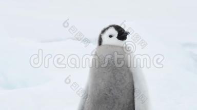 南极洲<strong>冰天</strong>雪地上的企鹅皇帝雏鸟