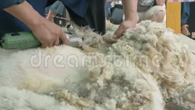 男子剪羊毛者在农业展览会上<strong>竞</strong>争. <strong>电</strong>动专业绵羊手动剪发羊