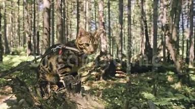 城市<strong>公园</strong>里的一只猫。 孟加拉野猫在林中<strong>漫步</strong>。 亚洲丛林猫或沼泽或芦苇。 家庭化