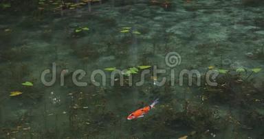 日本岐阜美丽的绿色池塘里游泳鲤鱼