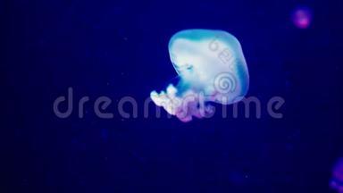 在清澈透明的水族馆里自由<strong>游动</strong>的水母的真实镜头