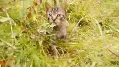 灰色的<strong>小野</strong>猫在森林的草地上散步
