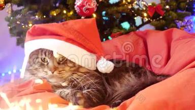 圣诞老人戴着圣诞帽，坐在一棵美丽的新年树上的枕头上，滑稽的缅因州浣熊猫。