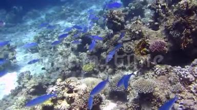<strong>蓝</strong>色的鱼和礁石美丽的环境。 红海