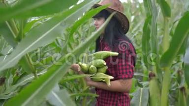 智慧生态是一种收获农业的耕作理念。 农民女孩植物研究员收割玉米芯的生活方式