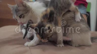 猫舔舔小猫的舌头慢动作视频.. 猫妈妈和小猫躺在沙发上的生活方式。 猫猫
