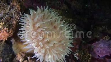 阿拉斯加海洋海底神奇海底的海葵。