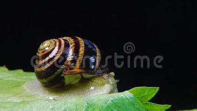螺旋波马提亚，俗称罗马蜗牛、勃艮第螺、食用蜗牛或。 蜗牛慢慢地在叶子上蠕动. 福纳
