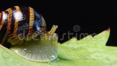 螺旋波马提亚，俗称罗马<strong>蜗牛</strong>、勃艮第螺、食用<strong>蜗牛</strong>或。 <strong>蜗牛</strong>慢慢地在叶子上蠕动. 福纳