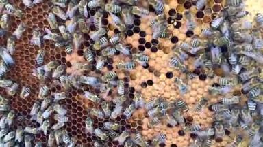 摘要六边形结构是蜂箱中的蜂窝，蜂箱中装满了金色的蜂蜜。