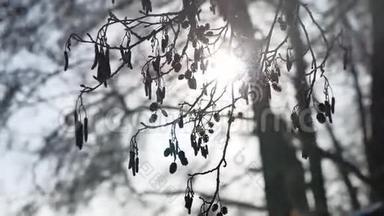 枯黄的树枝刺眼的阳光，阳光在风中摇曳，林中冬日的风景自然
