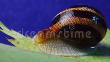螺旋波马提亚，俗称罗马<strong>蜗牛</strong>、勃艮第螺、食用<strong>蜗牛</strong>或。 <strong>蜗牛</strong>慢慢地在叶子上蠕动. 福纳
