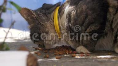 灰猫在街上吃猫粮