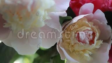 视频粉红色牡丹花瓣的花蕾