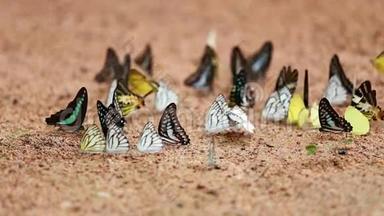 蝴蝶在地上常见的杰伊，石墨抗噬伊坦普蒂巴特勒，小草黄，条纹信天翁