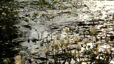 近景<strong>溪流</strong>，盛开着巨大的水花。 <strong>清澈</strong>的水流随着盛开的植物摆动。 夏日阳光明媚