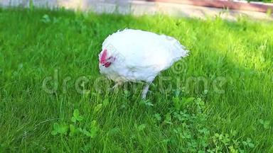 视频肉鸡走在草坪上