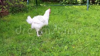 视频肉鸡走在草坪上