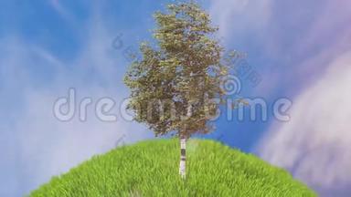 草地上的桦树动画。 在明亮的夏日，单株桦树矗立在<strong>水边</strong>的湖边