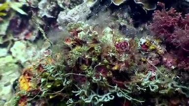 海底接近海底的自然菲律宾。